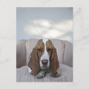Basset Hound Postkarte