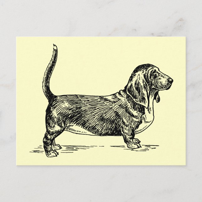 Basset_Hound Postkarte (Vorderseite)