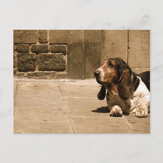 Basset Hound Postkarte (Vorderseite)