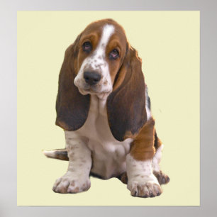 Basset Hound Print Poster