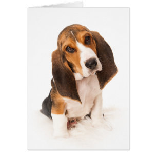 Basset hound puppy