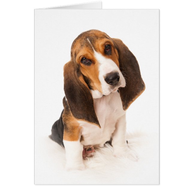 Basset hound puppy (Devant)