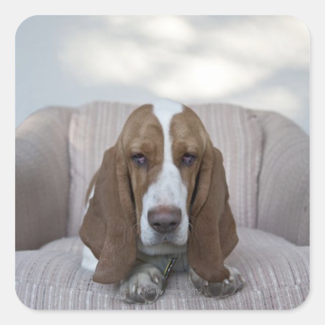 Basset Hound Quadratischer Aufkleber (Vorderseite)