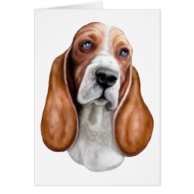 Basset Hound Red & White (Vorne)