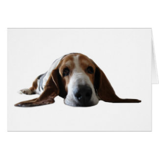 Basset Hound se couchant