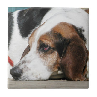 Basset Hound stellen Fliese gegenüber