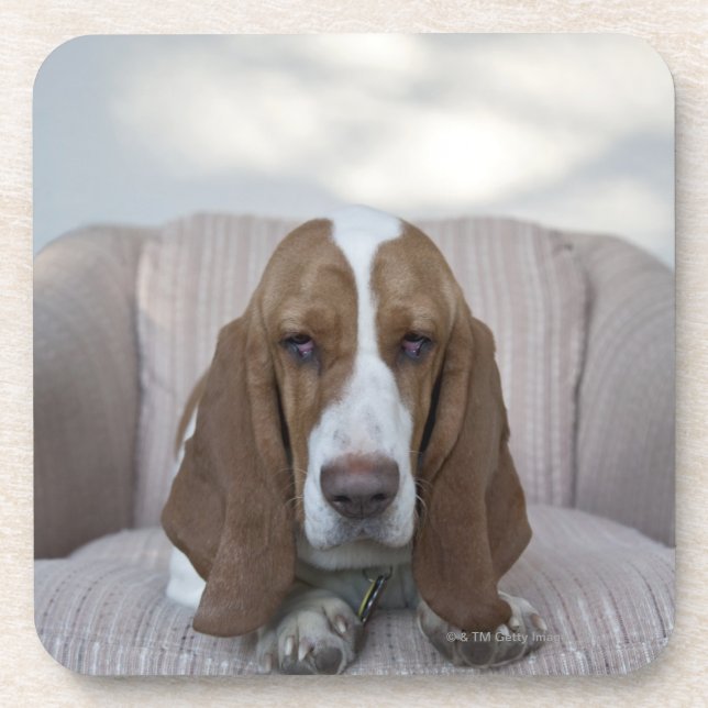 Basset Hound Untersetzer (Vorderseite)