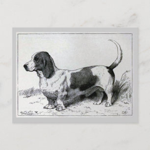 "Basset Hound" Vintage-Hunde-Illustration Postkarte