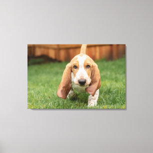 Basset Hound-Welpe beim Gehen Leinwanddruck