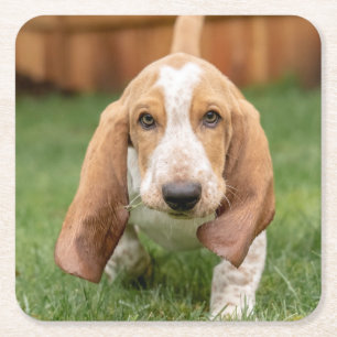 Basset Hound-Welpe beim Gehen Rechteckiger Pappuntersetzer
