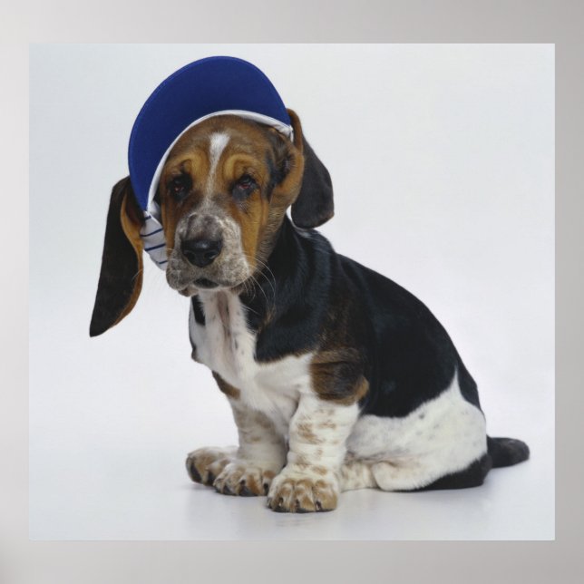 Basset-Hound-Welpe mit Visor Poster (Vorne)