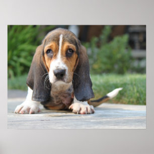Basset Hound-Welpe Poster