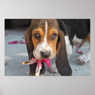 Basset Hound-Welpe Poster