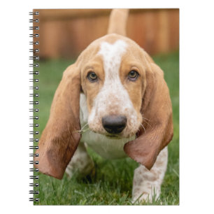 Basset Houng Puppy Walking Notizblock