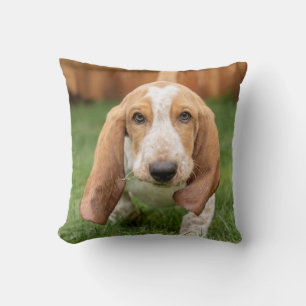 Basset Houng Welpe beim Gehen Kissen