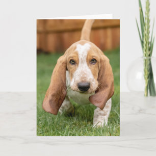 Basset Houng Welpe Walking Karte