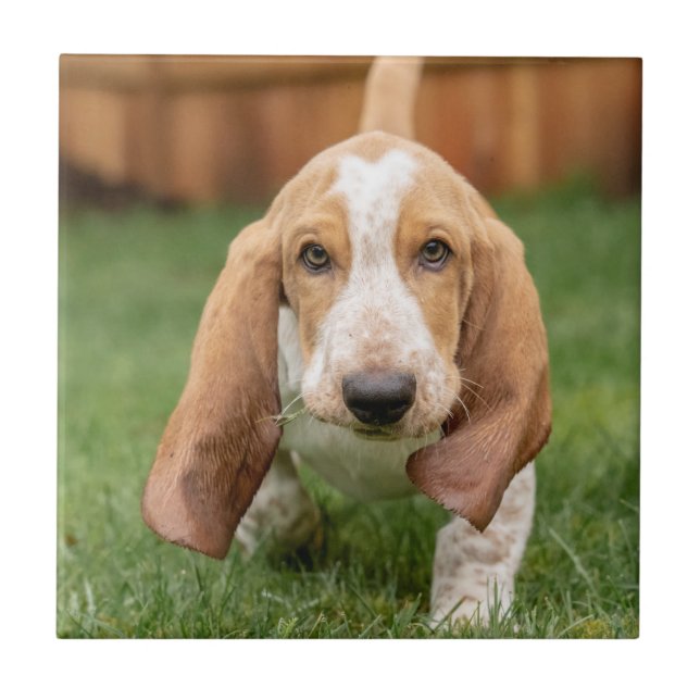 Basset Houng Welppy Walking Fliese (Vorderseite)