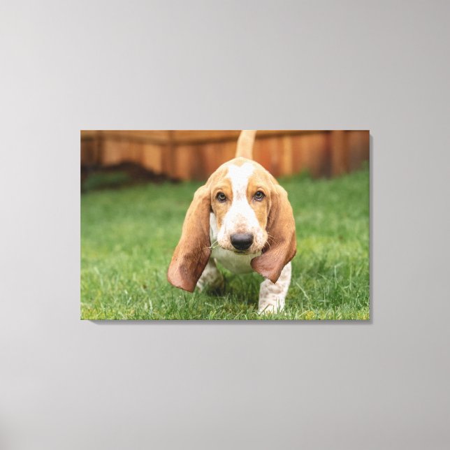 Basset Houng Welppy Walking Leinwanddruck (Vorderseite)