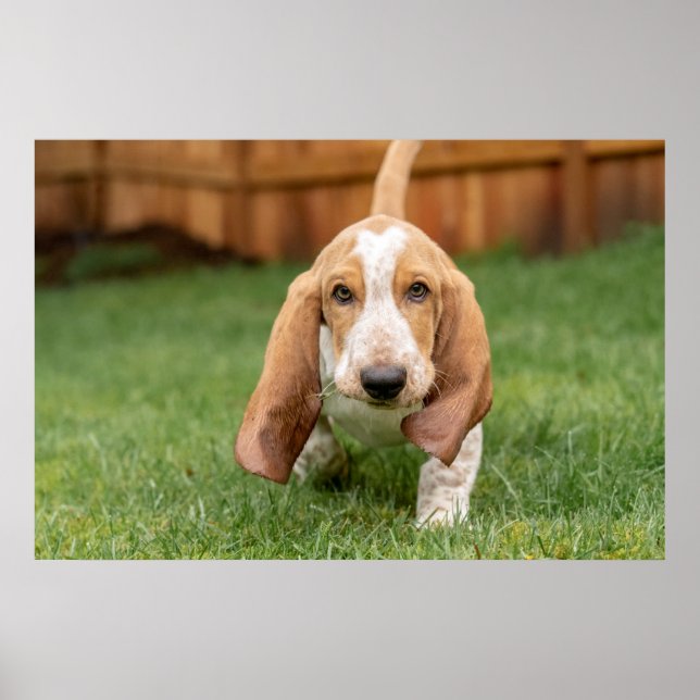 Basset Houng Welppy Walking Poster (Vorne)