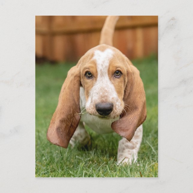Basset Houng Welppy Walking Postkarte (Vorderseite)