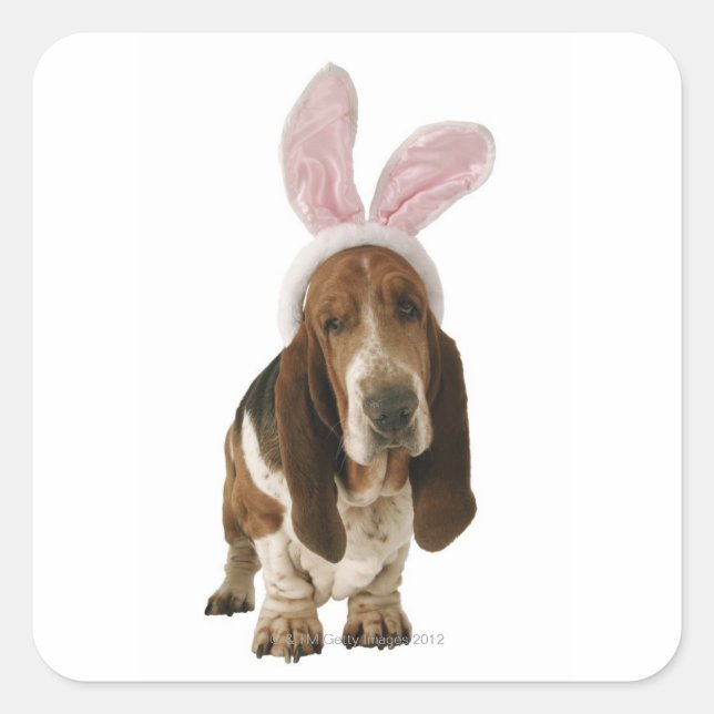 Basset-Hund mit sonnigen Ohren Quadratischer Aufkleber (Vorderseite)
