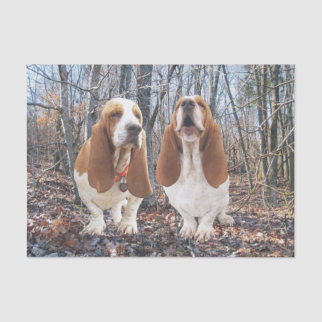 Basset im Holz-Seidenpapier Seidenpapier (Vorderseite)