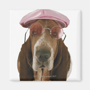 Basset in der Sonnenbrille und in der Kappe Magnet