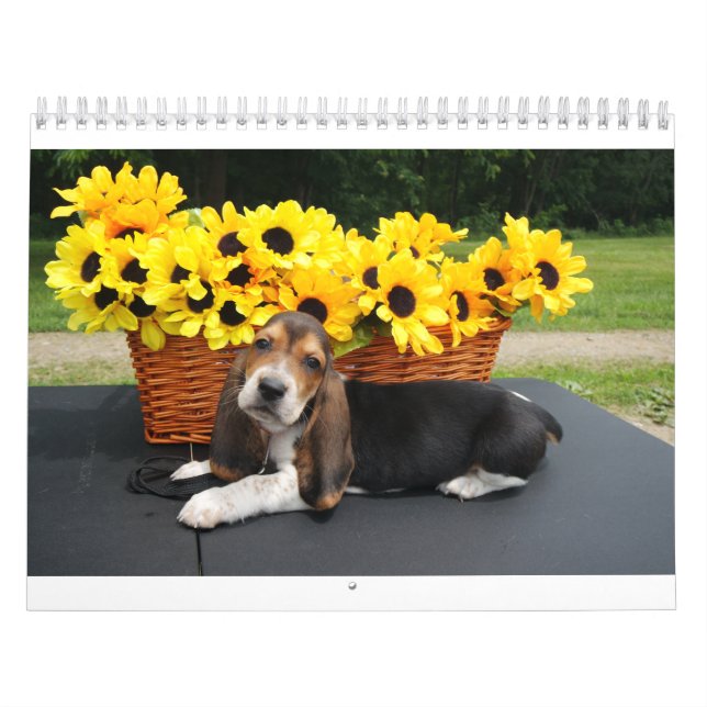 Bassetkalender Kalender (Titelbild)