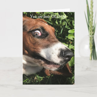 Bassett Hound Carte d'anniversaire drôle