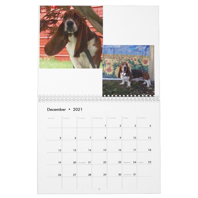 Bassetwelpenkalender Kalender (Dez 2021)