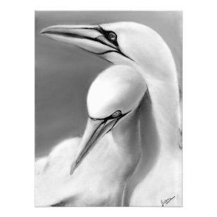 Basstölpel-Plakat für Männchen und Weibchen Fotodruck