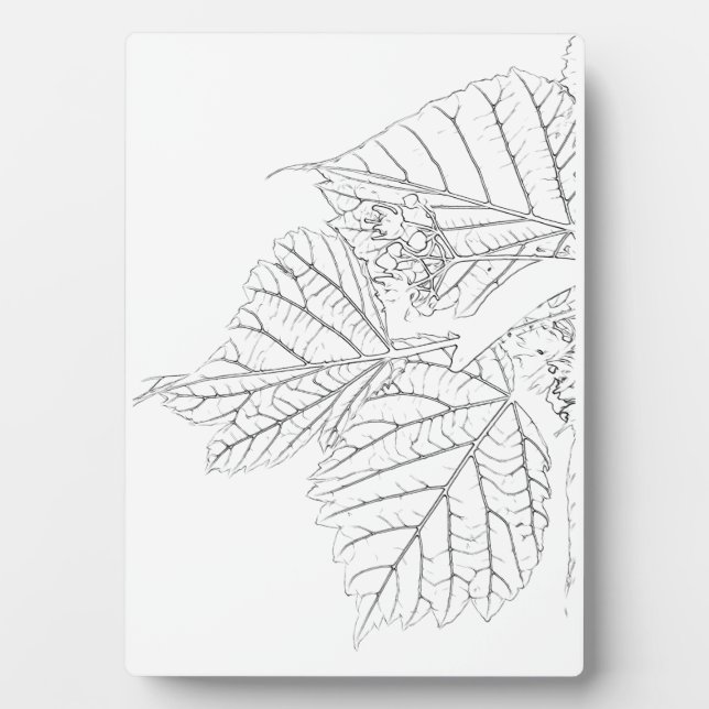 Basswood-Blätter Fotoplatte (Vorderseite)