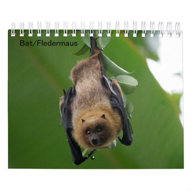 Bat/Fledermaus als Kalender (Titelbild)