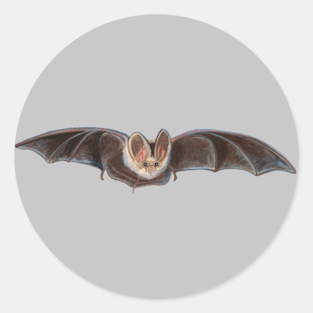 Bat Pipistrellus pipistrellus Illustration Grau Runder Aufkleber (Vorderseite)
