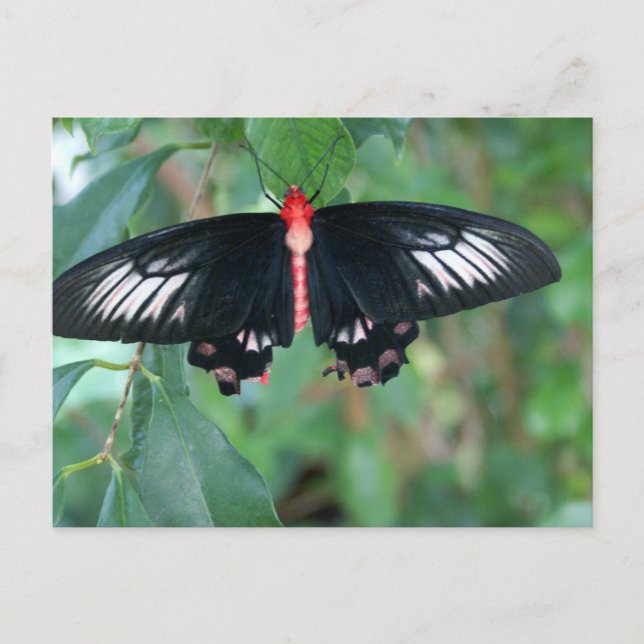Bat Wing Butterfly Postkarte (Vorderseite)