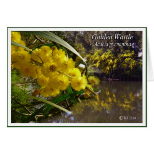 Bataille d'or - Acacia pycnantha
