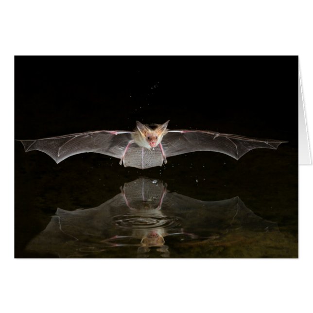 Bateaux à boire en vol, Arizona (Devant horizontal)