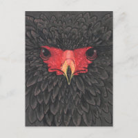 Bateleur Eagle African Bird Portrait Paper Collage