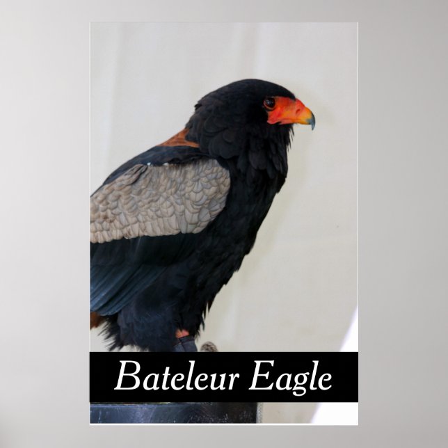 Bateleur Eagle Poster (Vorne)