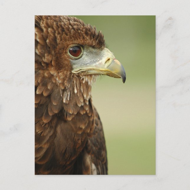 Bateleur Eagle Terathopius Ecaudatus Postkarte (Vorderseite)