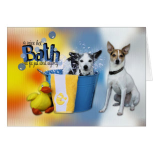 Bath chaud - Rat terrier