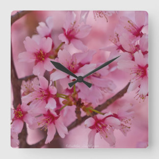 Bathed in Pink Japanese Cherry Blossoms Quadratische Wanduhr