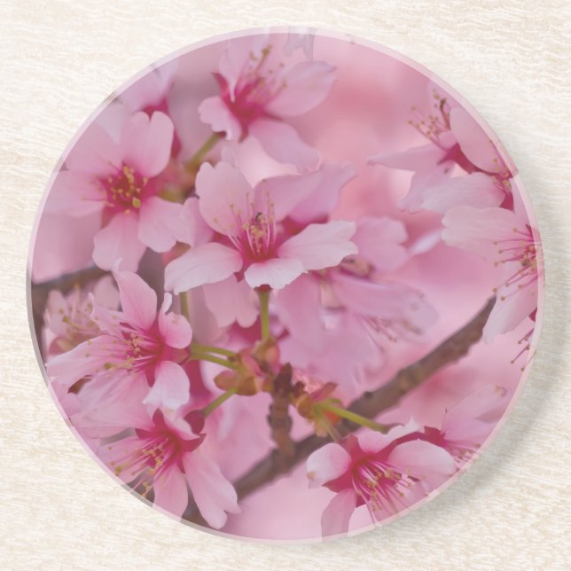 Bathed in Pink Japanese Cherry Blossoms Untersetzer (Vorne)