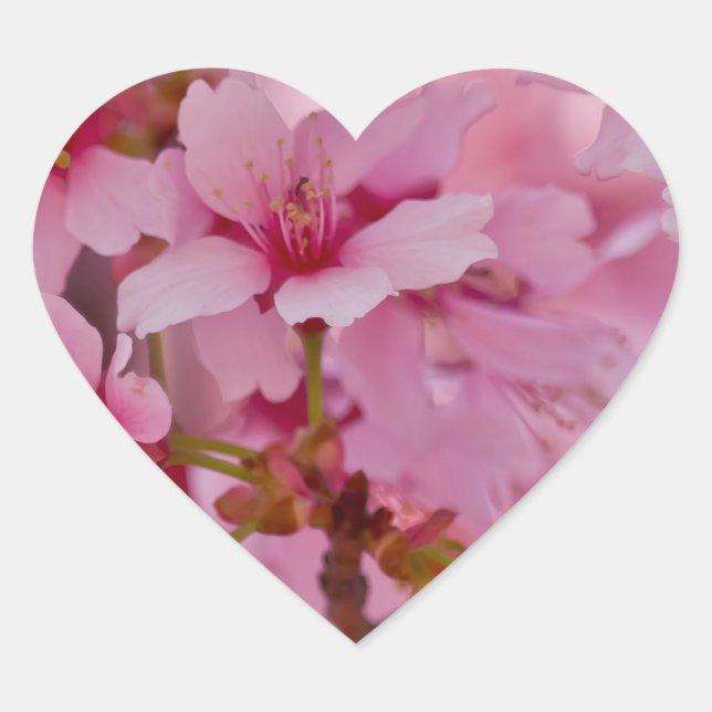 Bathed in rosa japanischen Kirschblüten Herz-Aufkleber (Vorderseite)