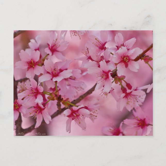 Bathed in rosa japanischen Kirschblüten Postkarte (Vorderseite)