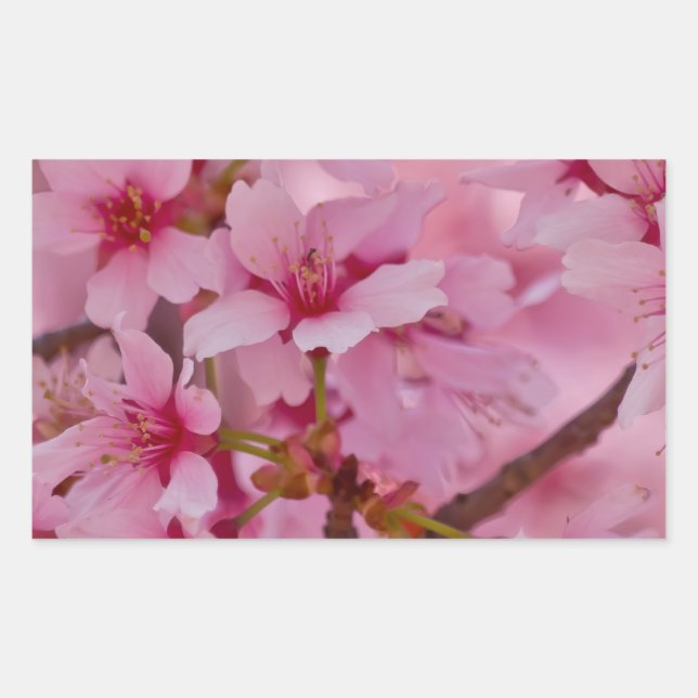 Bathed in rosa japanischen Kirschblüten Rechteckiger Aufkleber (Vorderseite)