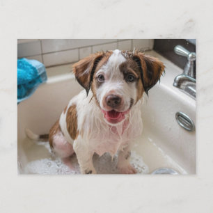 Bathtime Puppy dans Sink carte postale