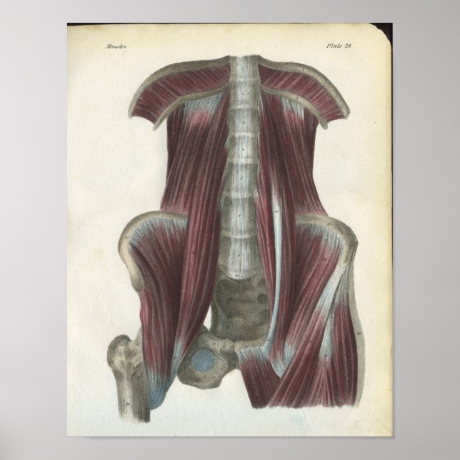 Bauchschmerzen Muskeln Anatomie Druck Poster (Vorne)