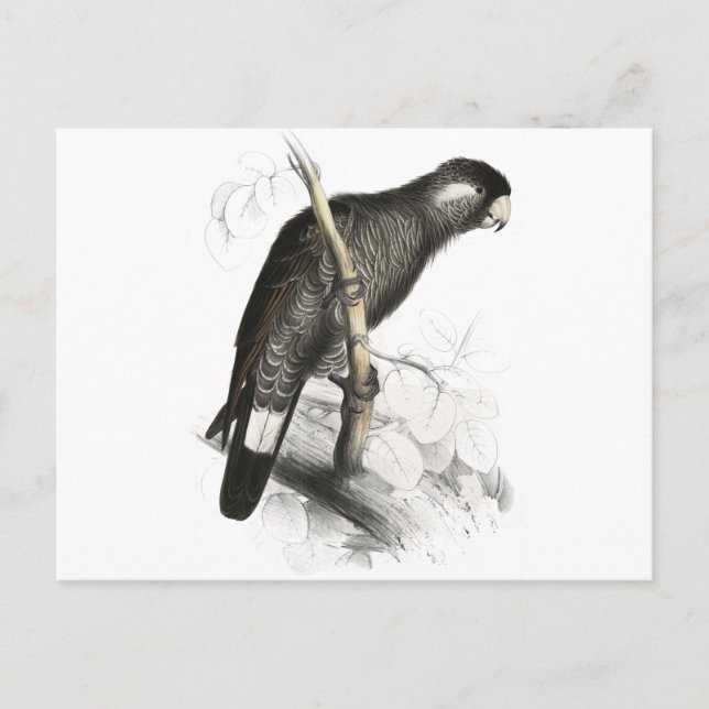 Baudin's Cockatoo von Edward Lear Postkarte (Vorderseite)