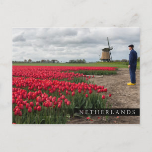 Bauer, der seine Tulpen und seine Windmühle kontro Postkarte